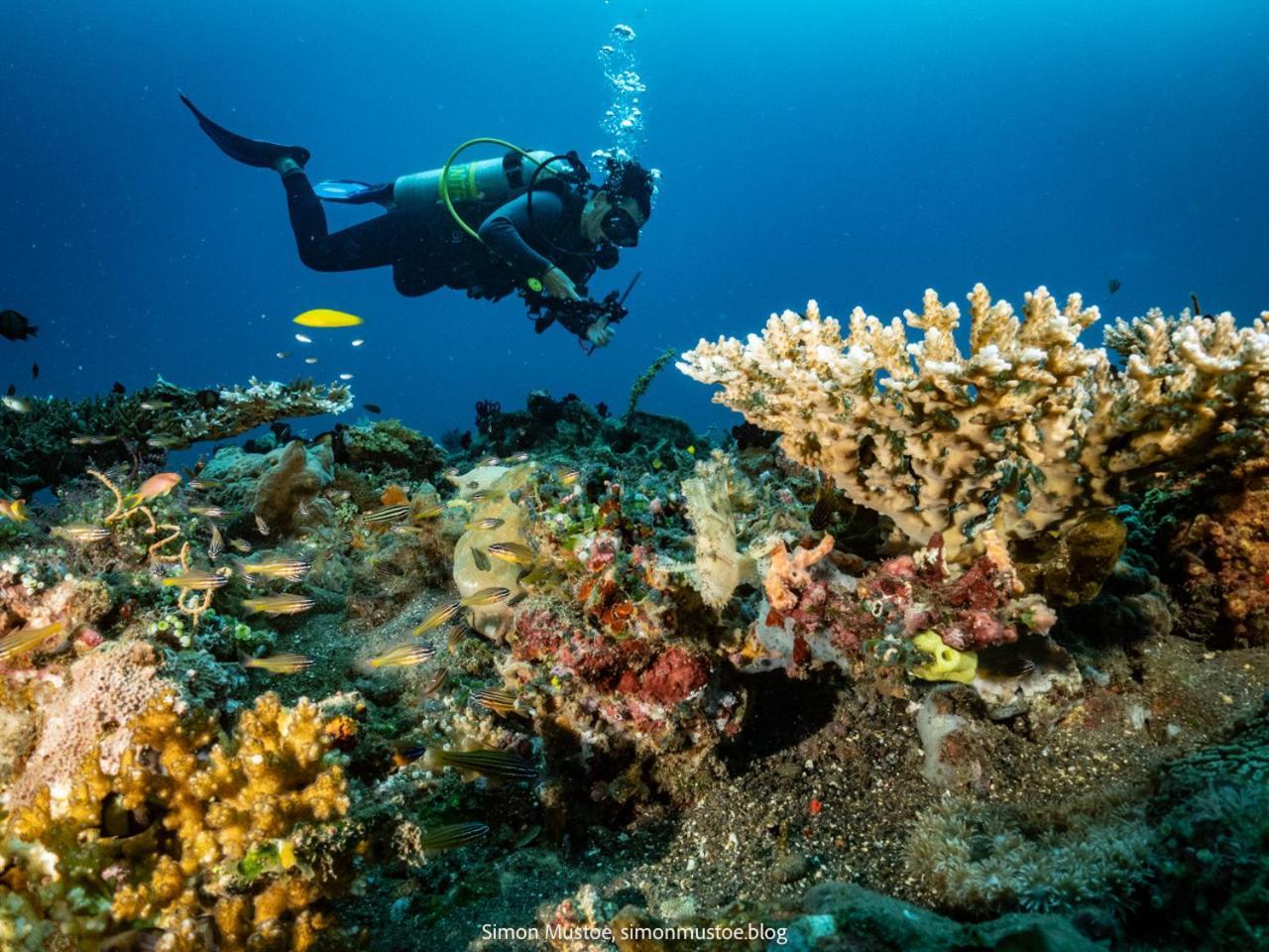 Teluk Karang Dive & Spa Resort Tejakula Zewnętrze zdjęcie