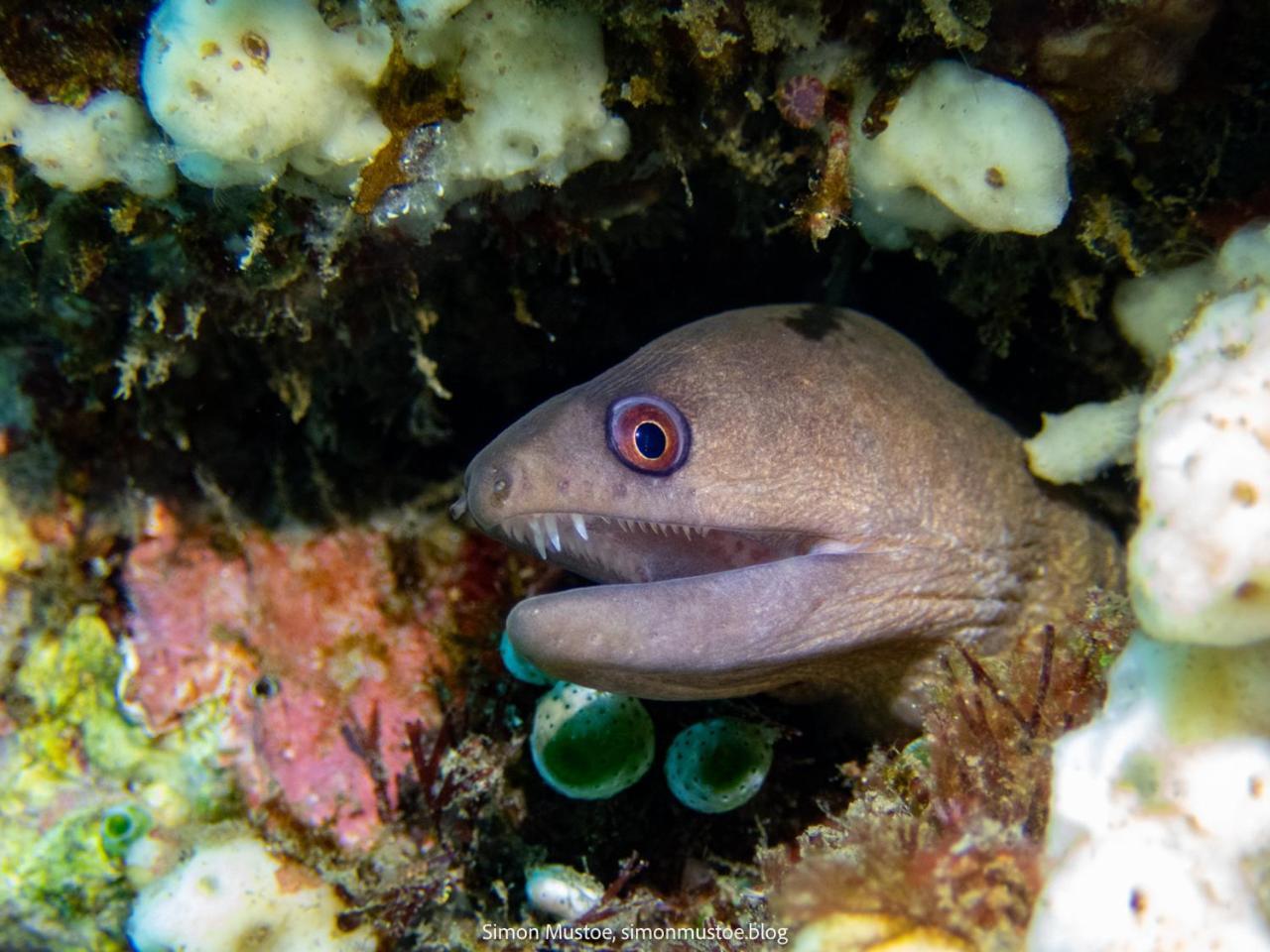 Teluk Karang Dive & Spa Resort Tejakula Zewnętrze zdjęcie