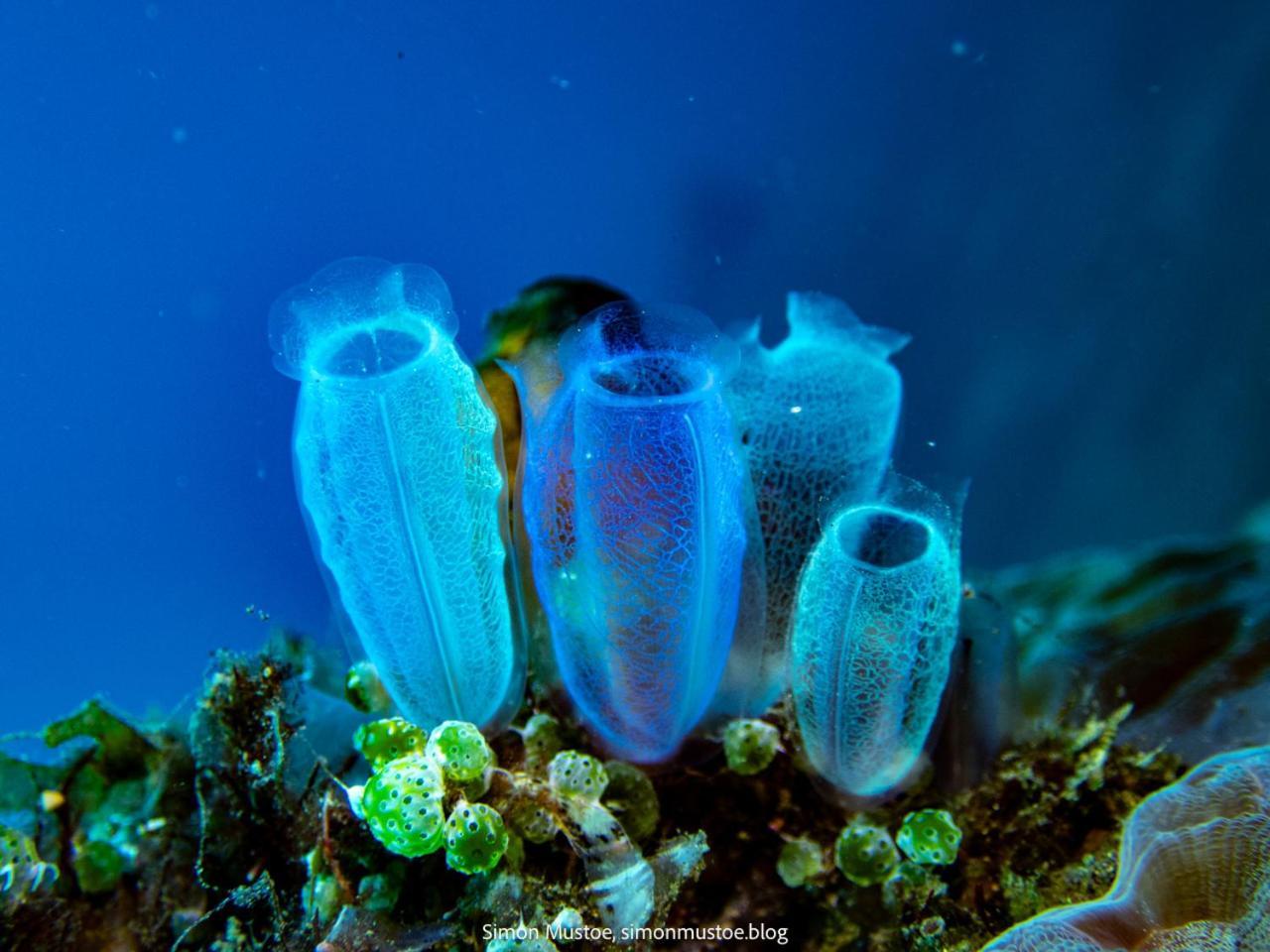 Teluk Karang Dive & Spa Resort Tejakula Zewnętrze zdjęcie