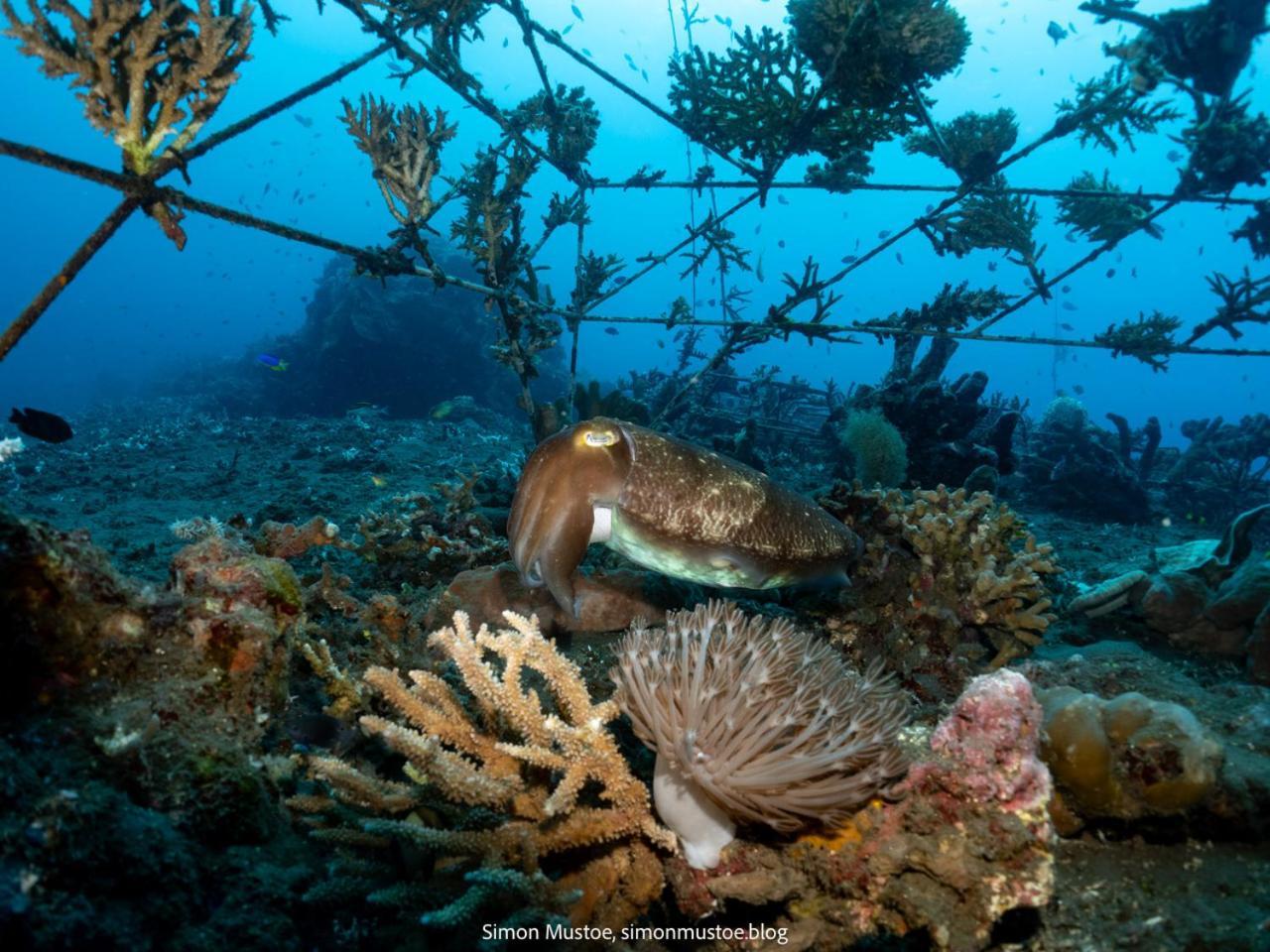 Teluk Karang Dive & Spa Resort Tejakula Zewnętrze zdjęcie